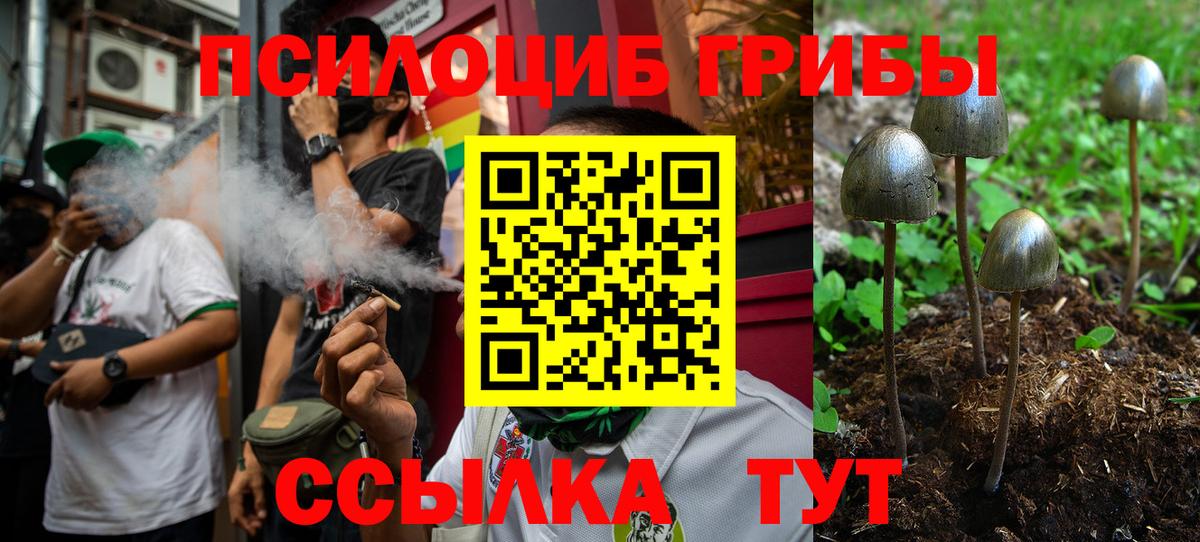 Псилоцибиновые грибы Psilocybine cubensis Кольчугино